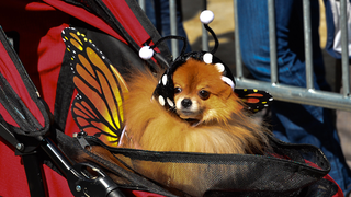 Illustration for article titled The Best Costumes From The Tompkins Square Dog Parade